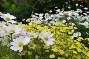 Projektowanie ogrodów Szczecin