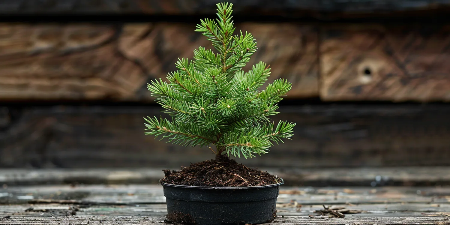 Sklep ogrodniczy internetowy sadzonki