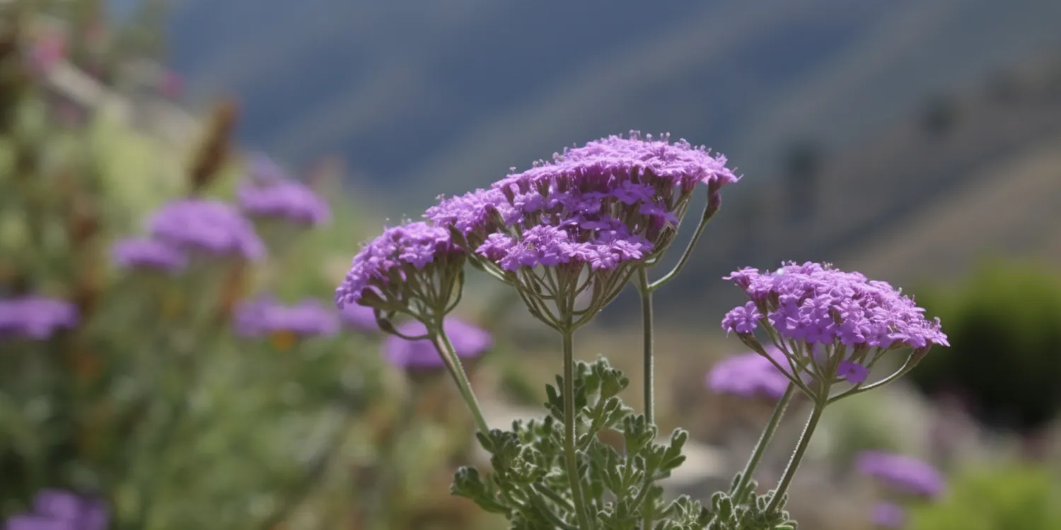 Jak założyć ogród?